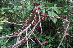 Tolypanthus lagenifer